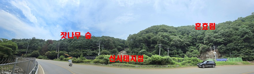 잣나뭇 숲 사진 2.jpeg