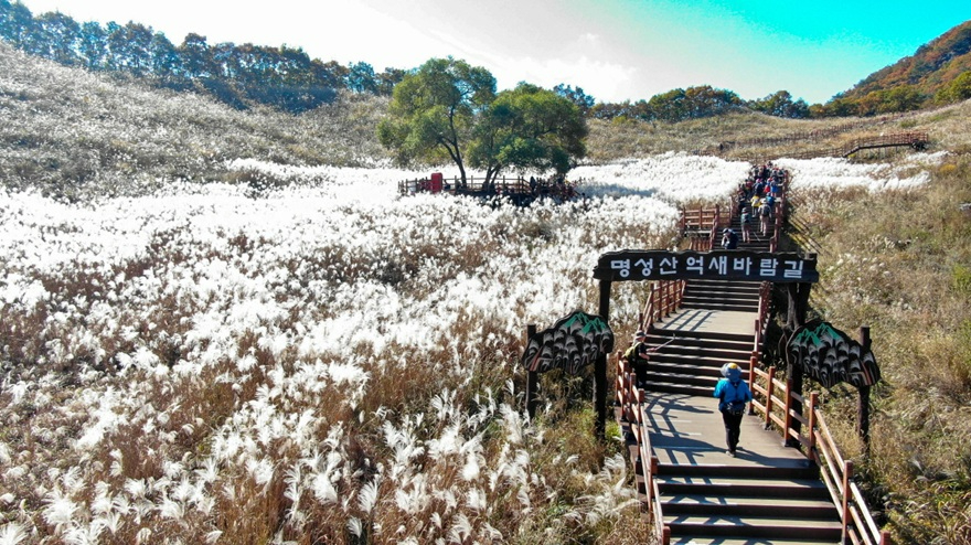1-8 가을축제의 장 열린다 (과거 억새꽃 축제 사진).jpg