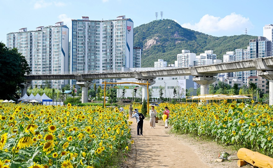 1.시민소통과(꽃과 쉼이 있는 도심 속 정원…‘신곡새빛정원’에서 피어난 가을의 순간)5.JPG
