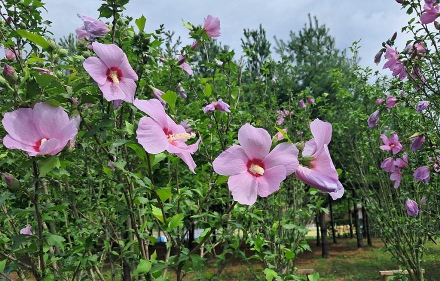 1.시민소통과([기획]의정부시, 우리동네 정책로드맵 ‘송산3동편’)3-민락천변 무궁화동산.jpg