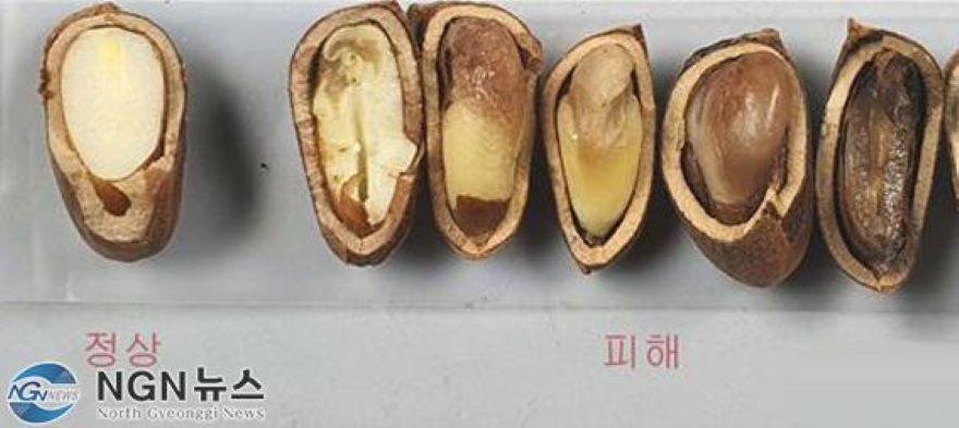 잣 쭉쨍이.jpg