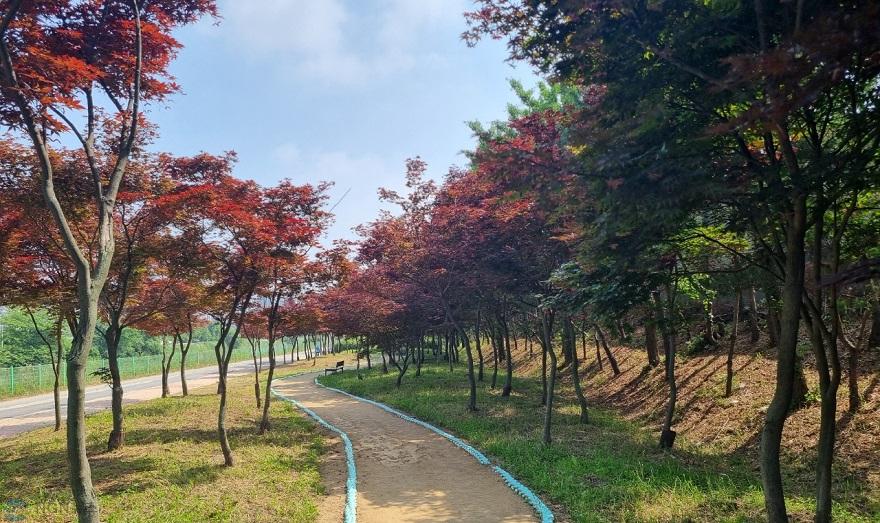 김포+홍단풍+나무숲길.jpg