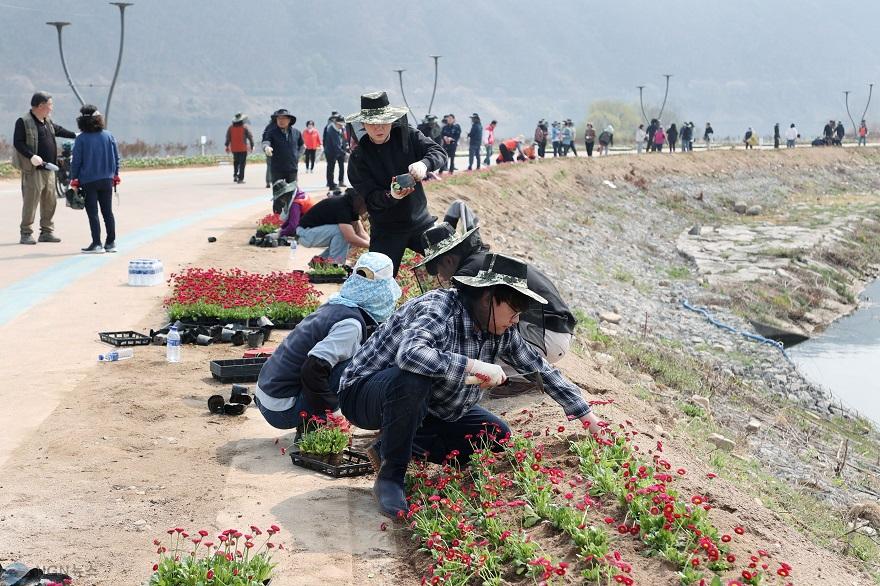 (가)가평군, 자라섬 중도에 2만 본의 ‘봄꽃 융단’ 조성4.jpg