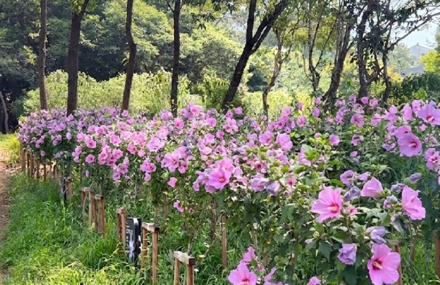 무궁화동산_1.png