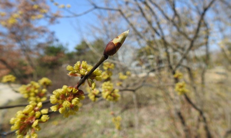 경기도물향기수목원_전시원_생강나무_암_잎_20160404_1.JPG