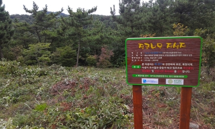 경기도산림환경연구소, 토종 블루베리 ‘정금나무’ 추출물  헬리코박터균 저감 효과 입증 특허 등록 성공