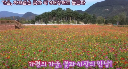 “꽃바람은 불었지만…” 자라섬 꽃 페스타, 지역 소상공인들 “우리는 배제됐다”