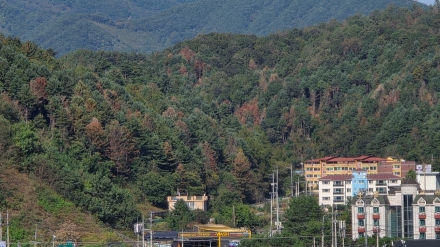 “이미 숲은 무너졌다”… 재선충병 확산 뒤늦게 ‘협치’ 꺼낸 가평군