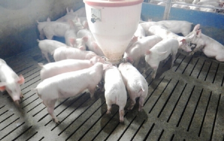 경기도, 돼지농장과 제조사에 사용중지 긴급 행정명령 내려