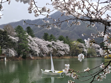 가평군, 청평 옛 중앙내수면연구소 벚꽃길 개방