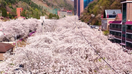 2026 상천 벚꽃