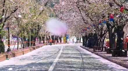 벚꽃 엔딩