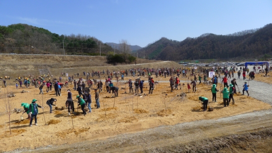 "대책마련 시급"...포천시 명품자작나무숲 고사위기