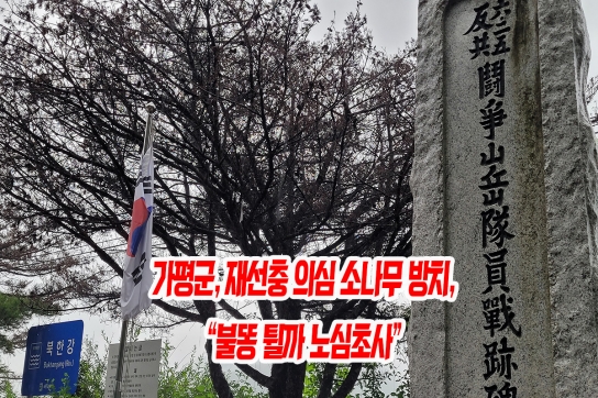 가평군, 재선충 의심 소나무 방치 “불똥 튈까 노심초사”