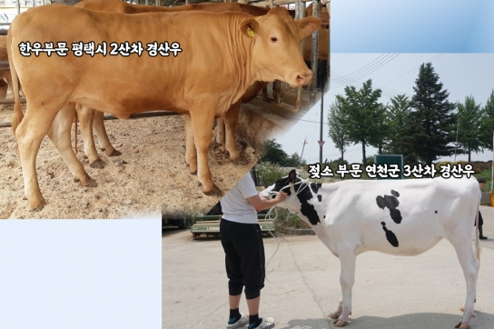 2022년 경기도 한우･젖소 경진대회 심사 완료‥41개 농가 최고 가축 ‘영예’