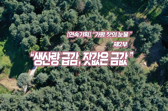 [기획 특집] “가평 잣의 눈물”