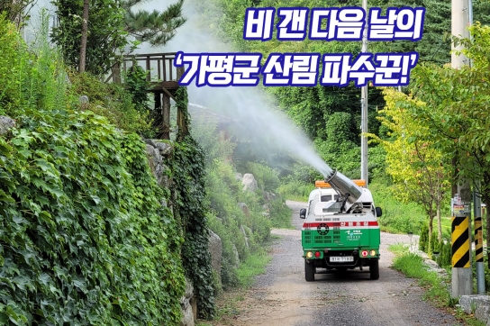 비 갠 다음 날의 “가평군 산림 파수꾼!”