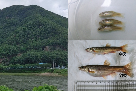 도 해양수산자원연구소, 자원 보존 위해 버들치 치어 5천 마리 가평천 방류