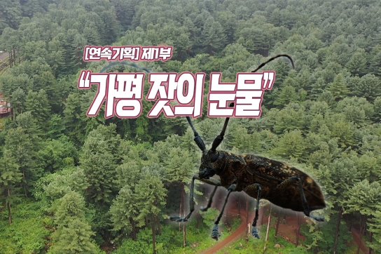 [연속기획] 가평군 미래 먹거리 위기...제1부 “가평 잣의 눈물”