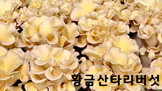 경기도농기원, “황금산타리 활용한 이색 버섯 요리 즐기세요”