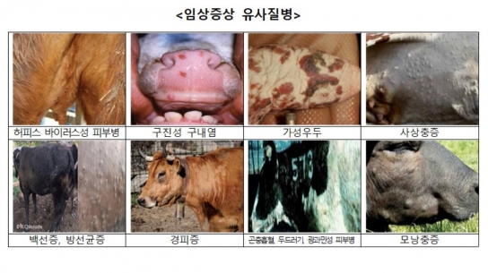 충남서 럼피스킨병 발생. 경기도 확산 차단 방역에 총력