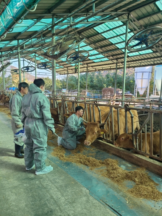 경기도, 럼피스킨병 백신접종 완료, 항체 완성되는 11월말 종식 기대