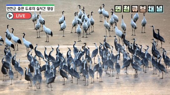 연천군, DMZ 청정자연·천연기념물 두루미 생중계