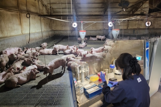 경기도, 설 명절 전 파주 양돈농가 아프리카돼지열병(ASF) 정밀검사 후 출하로 물가안정 도모