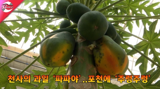 천사의 열매 ‘파파야’...포천에 ‘주렁주렁’