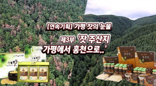[연속기획]가평군 미래 먹거리 위기... “가평 잣의 눈물”