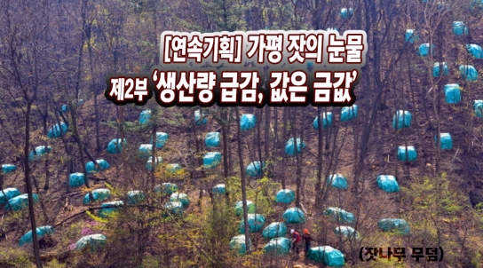 [연속기획]  가평 미래 먹거리 위기..제2부 “생산량 급감, 값은 금값 ”