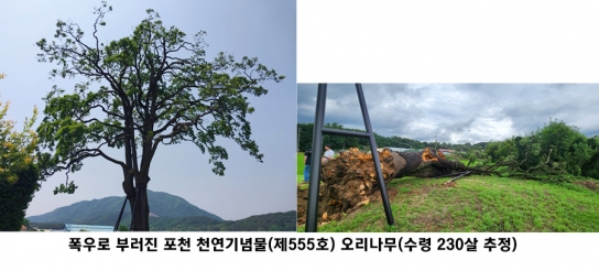 폭우로 부러진 포천 천연기념물 오리나무, 경기도산림환경연구소에서 유전자 채취해 후계목 생산 추진