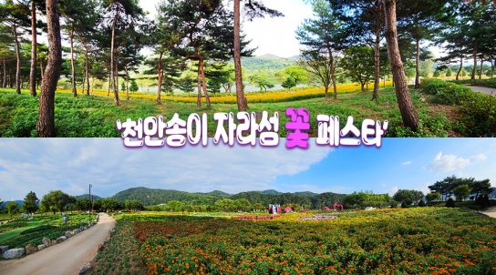 D-4 ‘천만 송이 자라섬 꽃 페스타’,14일 개막