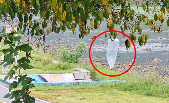 [속보]경기 가평읍 가평천에 오물 풍선
