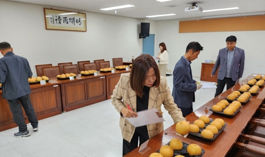 남양주먹골배 품평회 성료, 최고 품질 배 선발