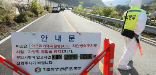 경기북부 접경지역 야생멧돼지 ASF 검출 … 농가 유입 차단 총력