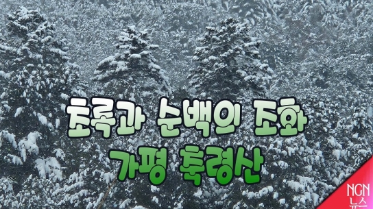 초록과 순백의 조화 가평 축령산