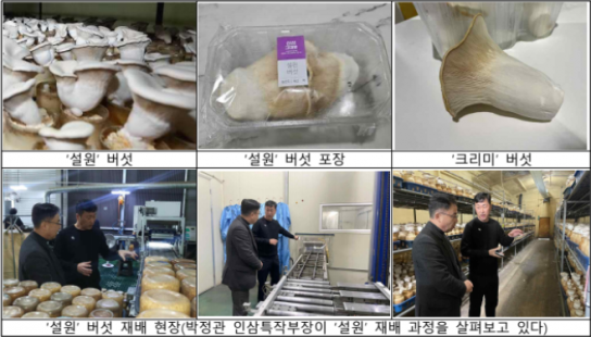 [정보] 버섯 시장 새바람 "크고 쫄깃한 이색 느타리 뜬다"