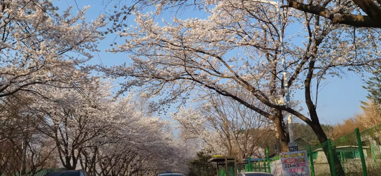 봄바람 따라 달린다, 경기도 지방도 벚꽃 드라이브 코스 3선에 '청평 삼회리' 당첨!
