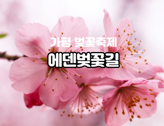 “진해는 너무 멀고 서울은 복잡”... 수도권 청정 벚꽃명소‘여기’
