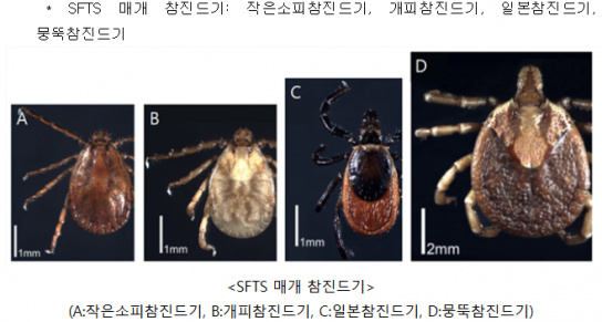 참진드기 활동 시작, 조심 또 조심!