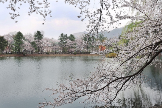 “벚꽃 명소, 옛 중앙내수면연구소에 꽃구경 오세요”