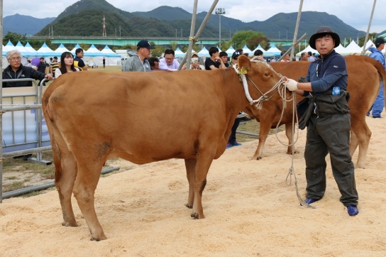 경기도 최고의 한우는? 도, 제57회 한우경진대회 개최