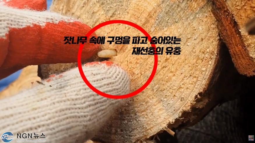 소나무재선충 (1).mp4_snapshot_00.25_[2022.07.08_15.27.23].jpg