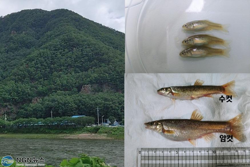 버들치.jpg