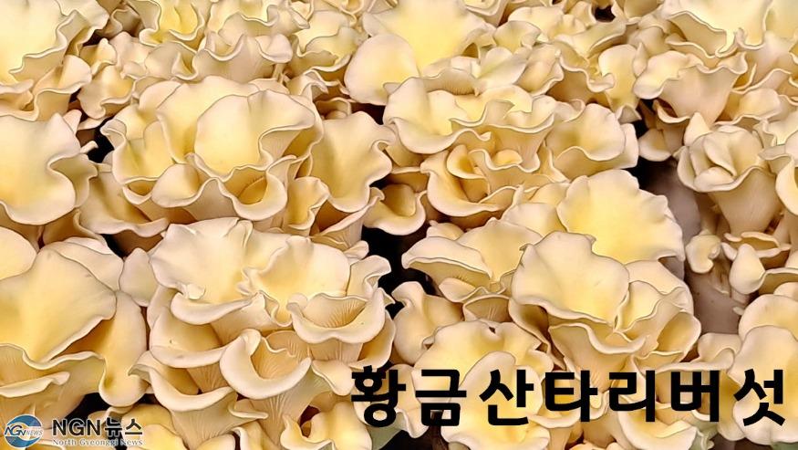 황금산타리.jpg