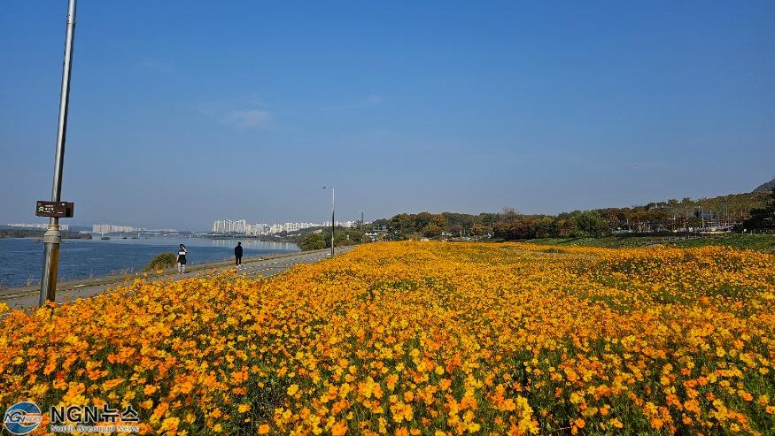 (1101)[생태하천과]남양주시, 한강 팔당리 노랑코스모스 새 명소로 발돋움(사진2).JPG