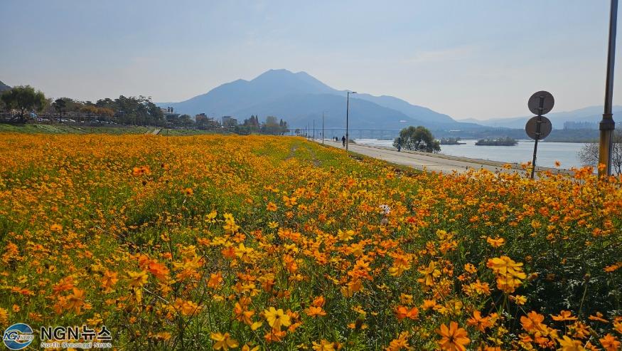 (1101)[생태하천과]남양주시, 한강 팔당리 노랑코스모스 새 명소로 발돋움(사진1).jpg