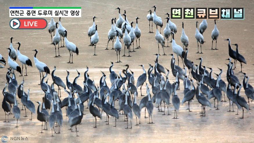 (사진)1. DMZ 청정자연·천연기념물 두루미 생중계.jpg