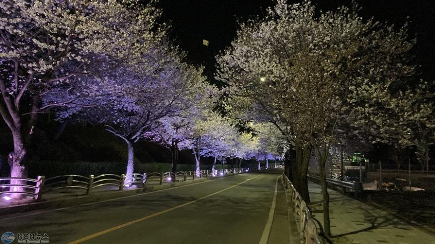 (사진)2. 연천군 전곡읍, 13일 은대근린공원서 벚꽃축제 개최.jpg